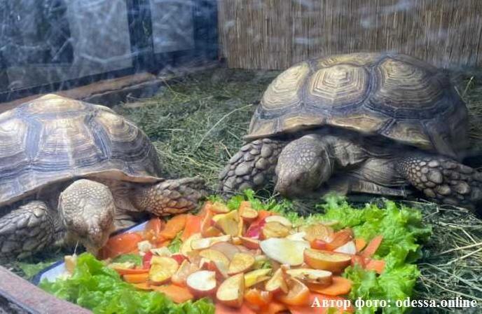 Стаття Одеський зоопарк обзавівся двома гігантськими черепахами Ранкове місто. Одеса