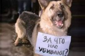 Стаття В Одессе разыскивают живодера, который массово травит собак на Поскоте! ФОТО Ранкове місто. Одеса