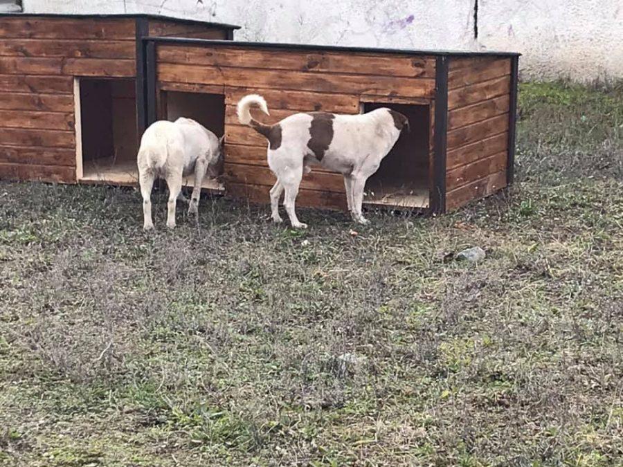 Стаття У Кривому Розі волонтери встановили будки для безпритульних собак Ранкове місто. Одеса