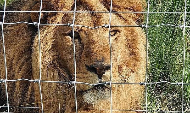 Стаття Врятованого із покровського «зоопарку смерті» льва перевезли до центру в Південній Африці. Фото Ранкове місто. Одеса
