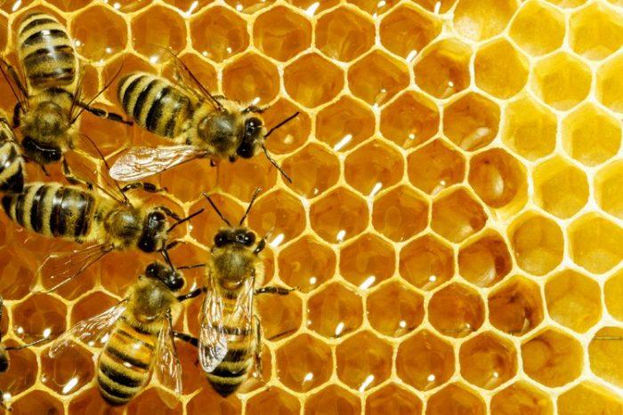 Стаття Українська компанія виконала перші поставки меду в Саудівську Аравію Ранкове місто. Одеса