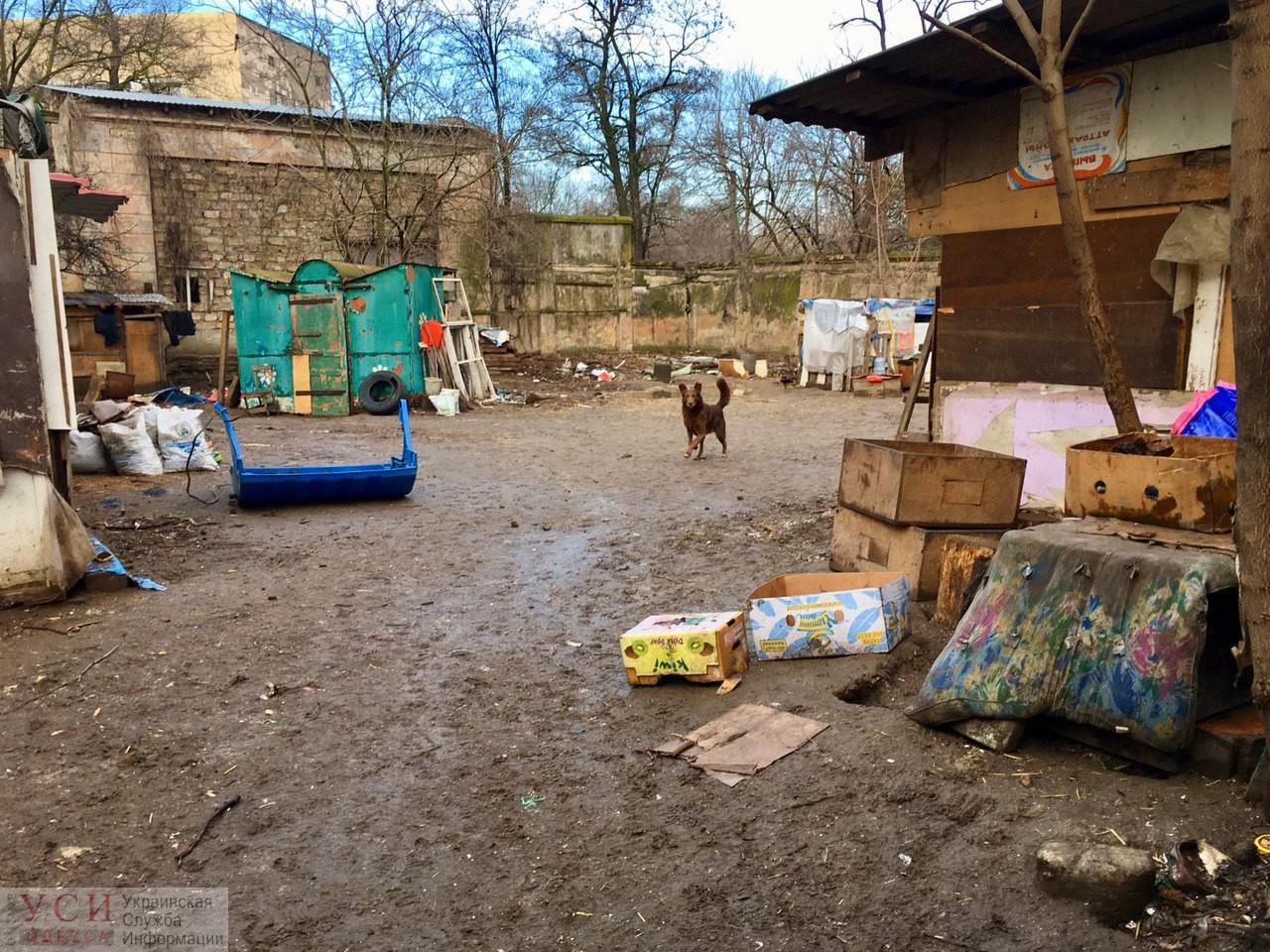 Стаття «Хожу по трамваям, прошу собакам на еду...": реалии приюта в парке Савицкого (фото) Ранкове місто. Одеса