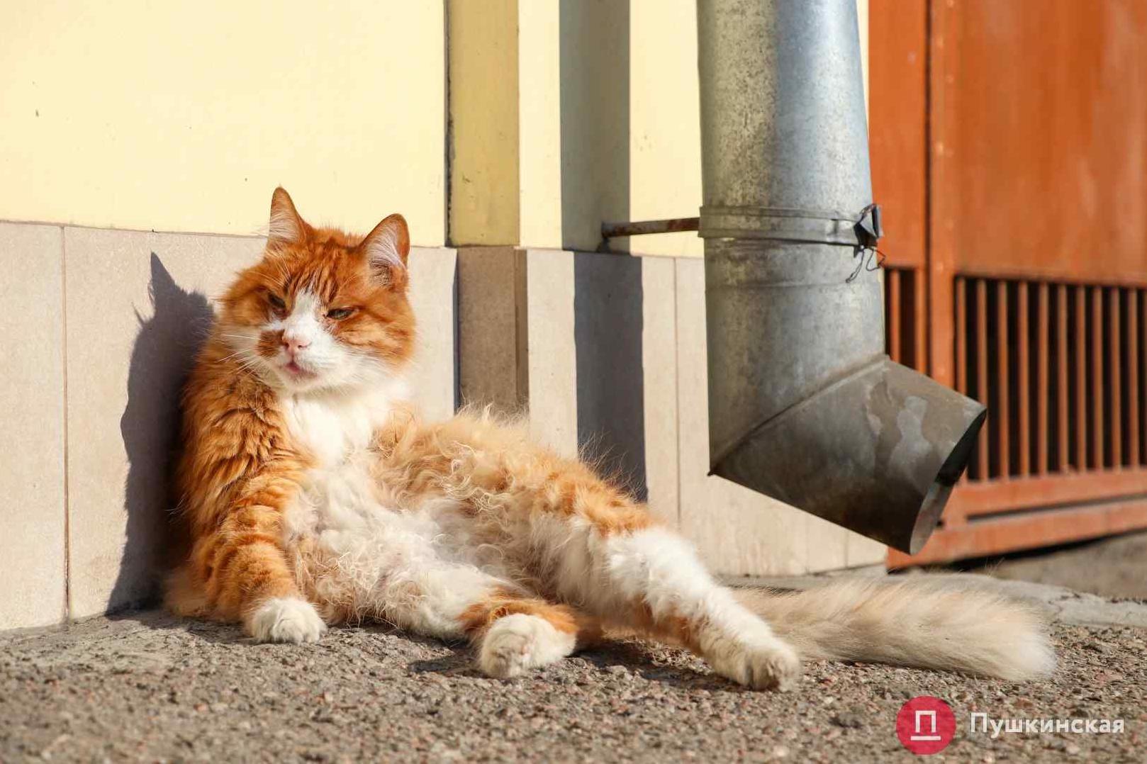 Стаття В Одессе ищут ветклиники для стерилизации и вакцинации бездомных котов Ранкове місто. Одеса