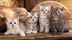 Стаття Кошкино новоселье – волонтеры установили еще три домика для котов Ранкове місто. Одеса