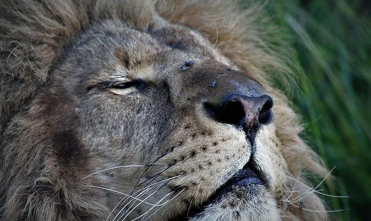 Стаття Як у Південній Африці живе врятований із покровського «зоопарку смерті» лев? ФОТО Ранкове місто. Одеса