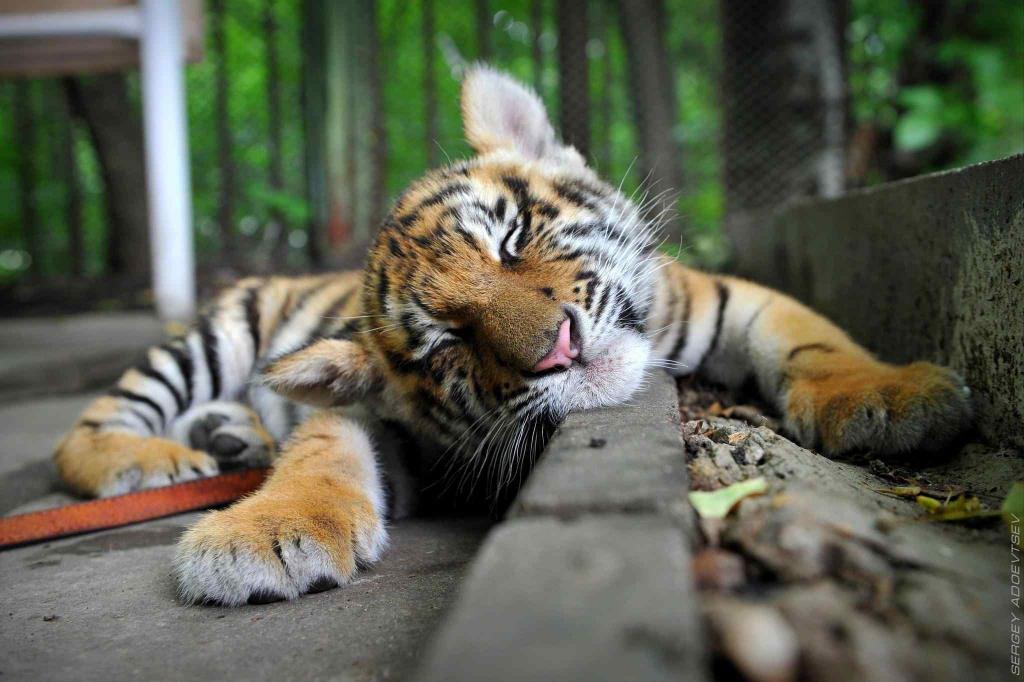 Стаття Одесский зоопарк купил нового питомца — молодую тигрицу Ранкове місто. Одеса