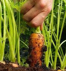 Стаття На Одещині виготовляють агропелети з моркви і петрушки Ранкове місто. Одеса