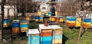 Стаття Бджоляр-атовець на Донбасі розвиває пасіку і мріє відкрити пекарню Ранкове місто. Одеса