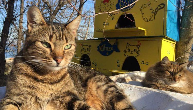 Стаття В Одессе исчезли волонтерские домики для бездомных котов (фото) Ранкове місто. Одеса