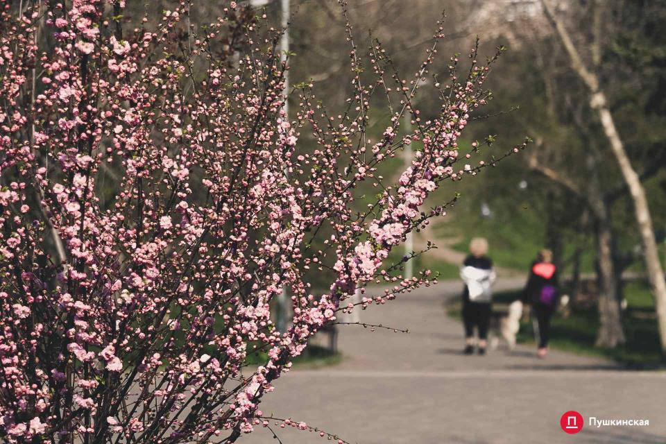 Стаття Жизнь продолжается: в парке Победы цветет аллея сакур. Фото Ранкове місто. Одеса