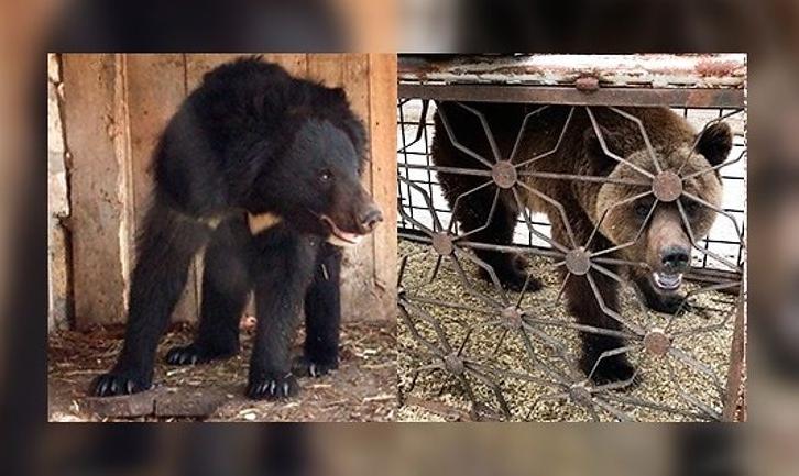 Стаття Волонтери збирають кошти для перевезення на реабілітацію ведмедів із покровського «зоопарку смерті» Ранкове місто. Одеса