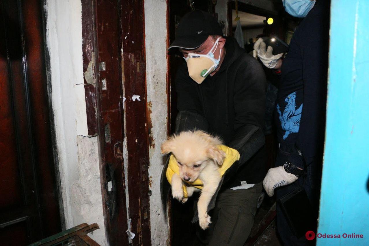 Стаття В полицию обратились соседи женщины: одесситка держала дома 16 собак. ФОТО Ранкове місто. Одеса