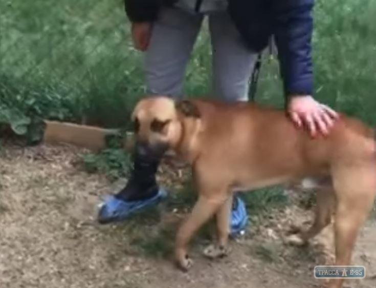 Стаття Зоозащитники взяли под опеку раненого полицейским пса Ранкове місто. Одеса