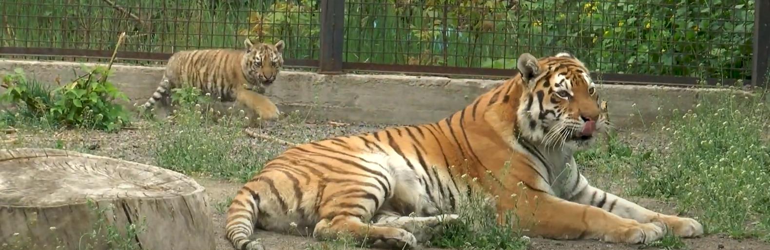 Стаття Зоопарк Одессы возобновляет работу после карантина Ранкове місто. Одеса