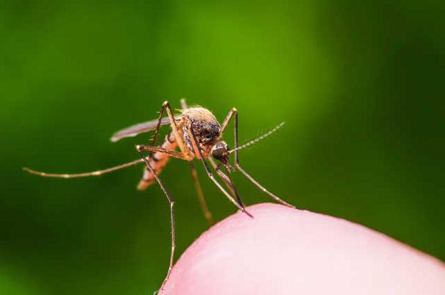 Стаття В Минздраве объяснили украинцам, переносят ли коронавирус мухи и комары Ранкове місто. Одеса