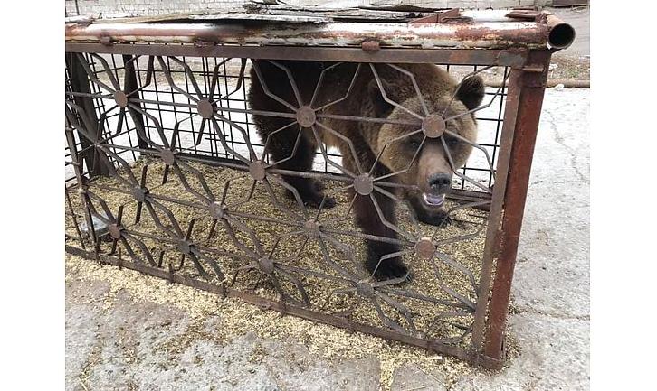 Стаття Врятованих із покровського «зоопарку смерті» звірів хочуть виставити на аукціон Ранкове місто. Одеса
