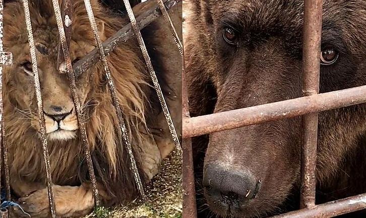 Стаття Волонтери закликають Шмигаля не допустити продажу звірів із покровського «зоопарку смерті» Ранкове місто. Одеса