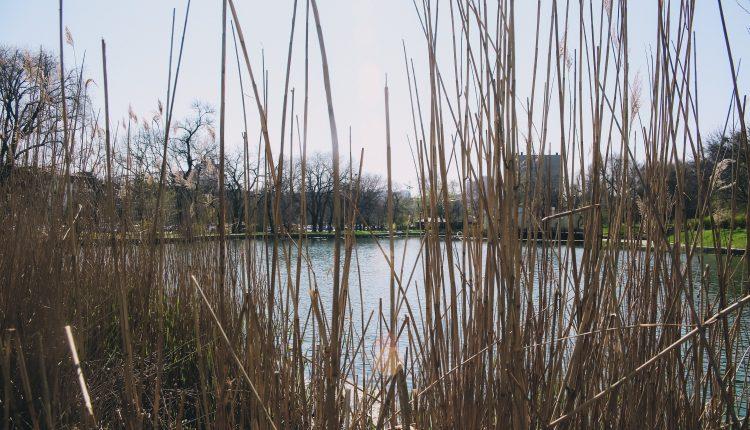 Стаття Спустя 10 лет: арендатор Дюковского парка согласился улучшить зеленую зону Ранкове місто. Одеса