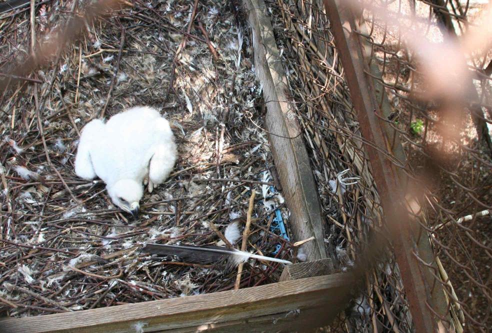 Стаття Впервые в Украине: в одесском зоопарке вылупился птенец орла-могильника Ранкове місто. Одеса