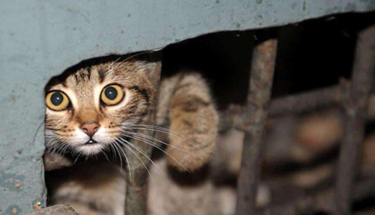 Стаття В Одессе замуровали кошку и котят в подвале: их спасли Ранкове місто. Одеса