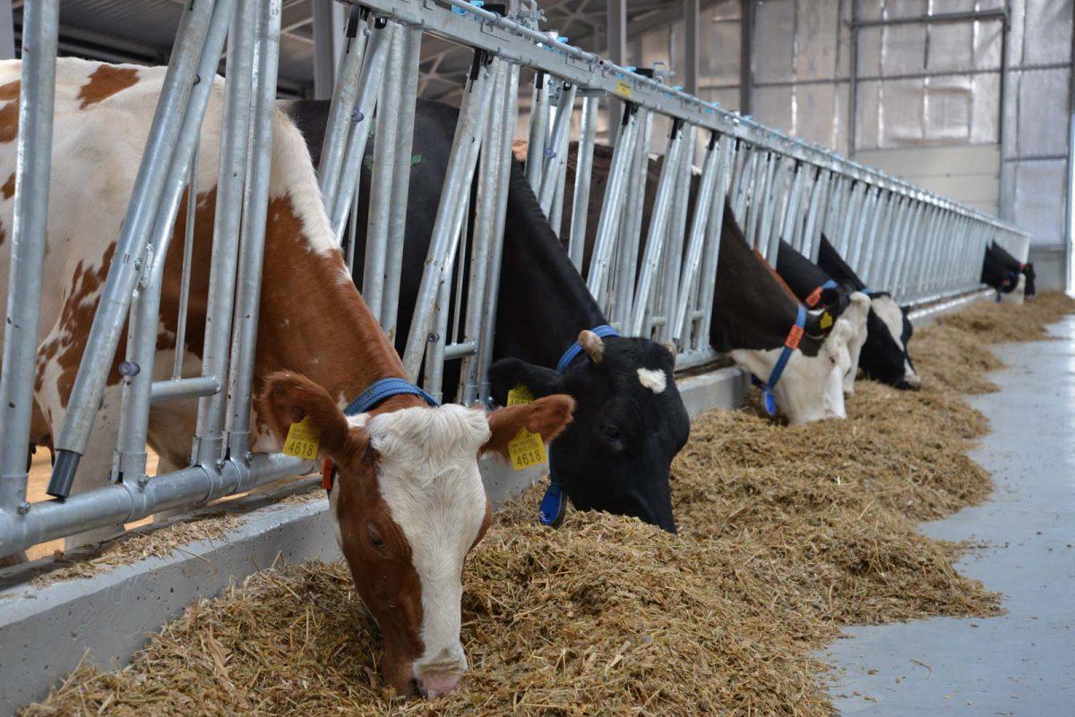 Стаття На Львівщині відкрили п’ять сімейних молочних ферм Ранкове місто. Одеса