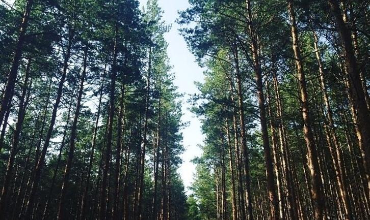 Стаття На Донеччині заборонили відвідувати ліси під час надзвичайної спеки Ранкове місто. Одеса