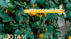 Стаття Лісівники виростили лимонний ліс посеред сосен на Черкащині Ранкове місто. Одеса