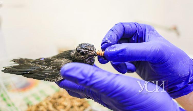 Стаття «Птичья мама»: как в Одесском зоопарке спасают раненых птиц. Фото Ранкове місто. Одеса