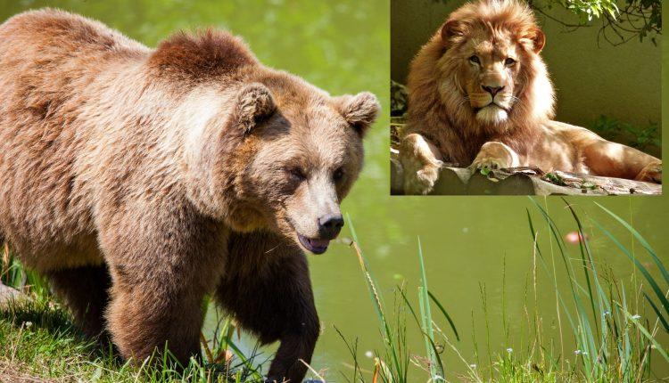 Стаття Конфискованных Минюстом медведей и львов подарили Национальным паркам Ранкове місто. Одеса
