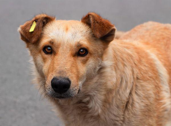 Стаття «Ветеринары без границ» будут стерилизовать бездомных собак в Лисичанске Ранкове місто. Одеса
