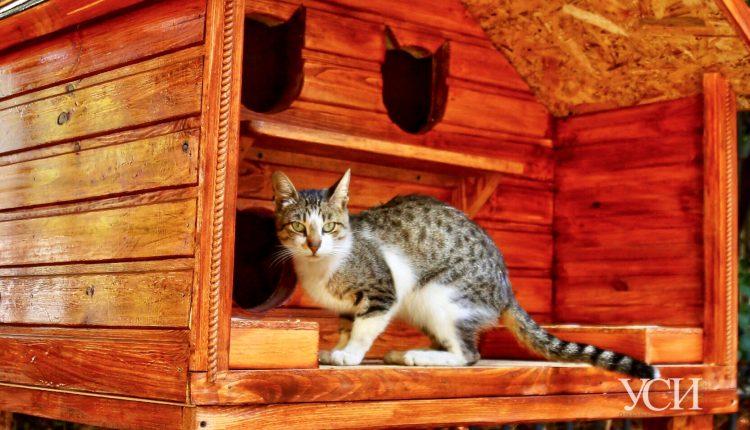 Стаття Четыре комнаты: в Одессе установили уютный домик для котов (фото) Ранкове місто. Одеса