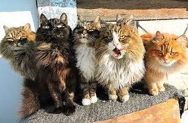 Стаття Власти Краматорска признали уличных котов частью экосистемы города Ранкове місто. Одеса
