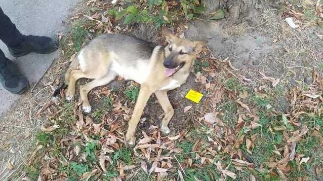 Стаття В Борисполе патрульные нашли водителя, который у них на глазах сбил собаку Ранкове місто. Одеса