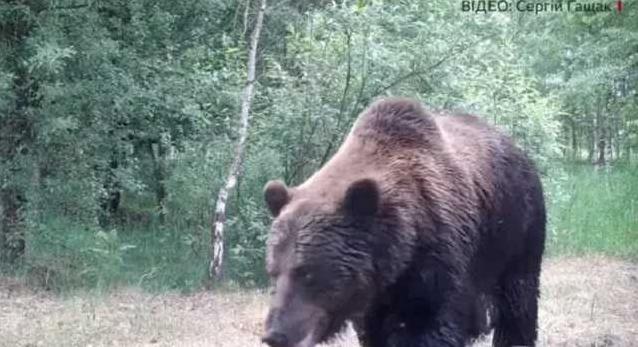 Стаття Впервые за 100 лет в Чернобыльскую зону вернулись медведи Ранкове місто. Одеса