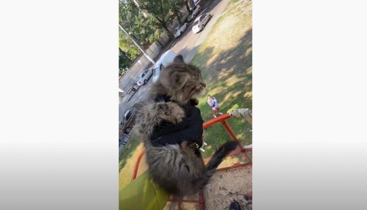 Стаття Одесситы вызвали вышку «Горзелентреста» и спасли котенка, который не мог слезть с дерева (видео) Ранкове місто. Одеса