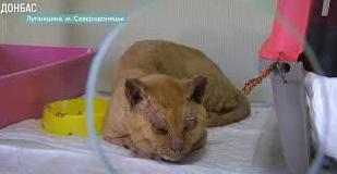 Стаття В северодонецком отеле для котов принимают питомцев, пострадавших от пожара: видео Ранкове місто. Одеса