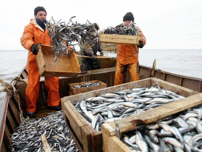 Стаття Оккупанты украли у Украины 108 единиц рыболовного флота Ранкове місто. Одеса