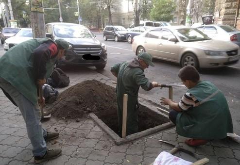 Стаття В центре Одессы готовят высадку деревьев Ранкове місто. Одеса