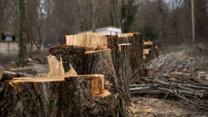 Стаття В оккупированном Севастополе вырубят более ста здоровых деревьев Ранкове місто. Одеса