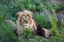 Стаття Про життя врятованого з покровського «зоопарку смерті» лева створили дитячу книжку Ранкове місто. Одеса