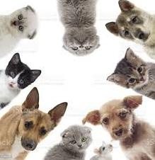 Стаття Всемирный день домашних животных: что это за праздник и почему его отмечают 30 ноября Ранкове місто. Одеса