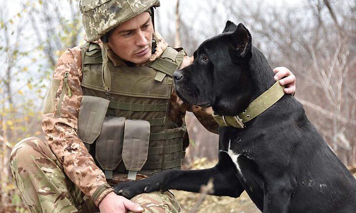 Стаття «Вірні супутники на «нулі», — на Донбасі поруч з військовими служать собаки елітної породи Ранкове місто. Одеса