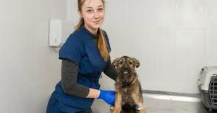 Стаття В Краматорске создадут стерилизационный центр для бездомных животных Ранкове місто. Одеса