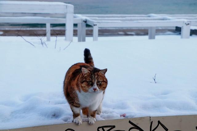 Стаття Одесские коты у моря в морозы (ФОТО) Ранкове місто. Одеса