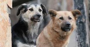 Стаття В Волновахе на Донетчине жители создали петицию по созданию приюта для животных Ранкове місто. Одеса