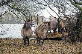 Стаття Прижились: у диких лошадей в дельте Дуная скоро будет пополнение! Ранкове місто. Одеса