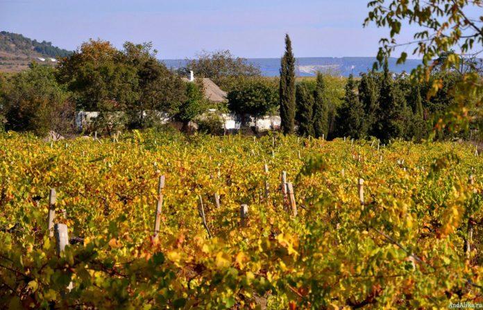 Стаття В связи с расширением заселенной местности заниматься выращиванием винограда станет невозможно Ранкове місто. Одеса