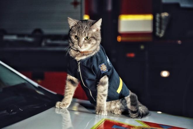 Стаття Незвичайний рятувальник. Безпритульне кошеня дослужилось до звання майора в ДСНС Ранкове місто. Одеса
