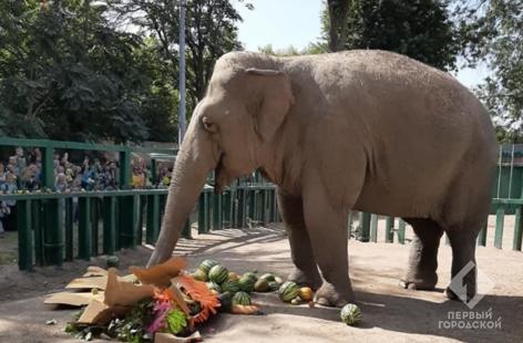 Стаття Одесский зоопарк может бесплатно получить нового слона Ранкове місто. Одеса