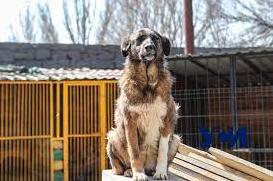Стаття Приют «Ковчег»: как живут 500 собак под одной крышей (фото, видео) Ранкове місто. Одеса